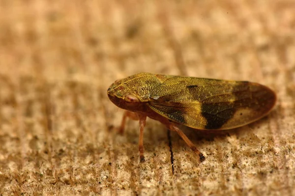 Avrupa Kızılağaç Tükürük Bug Aphrophora Alni — Stok fotoğraf