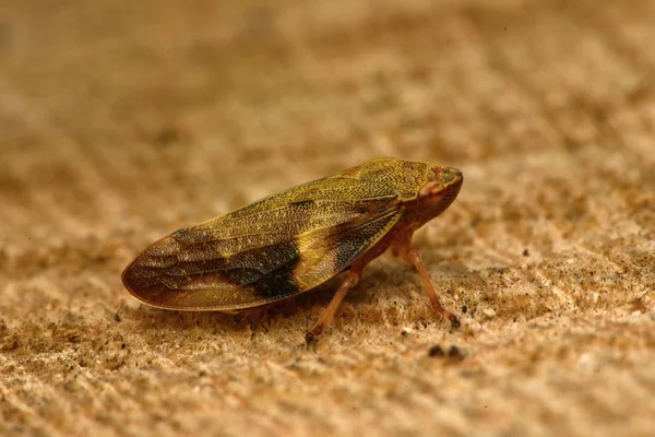 Ευρωπαϊκό Alder Σάλιο Bug Aphrophora Alni — Φωτογραφία Αρχείου