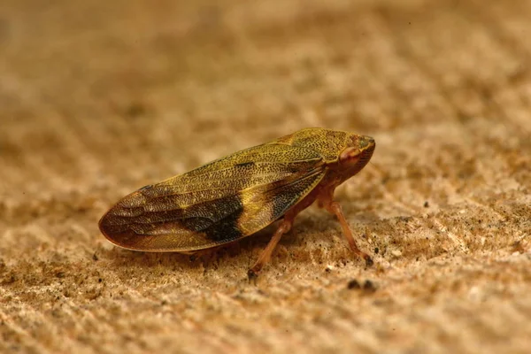 Avrupa Kızılağaç Tükürük Bug Aphrophora Alni — Stok fotoğraf