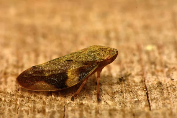 Avrupa Kızılağaç tükürük Bug - Aphrophora alni