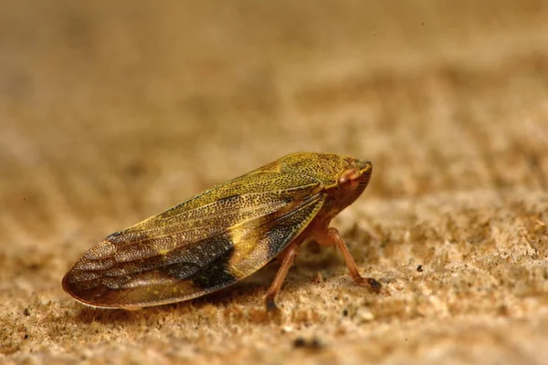 ヨーロッパのアルダー シロオビアワフキ Aphrophora Alni — ストック写真