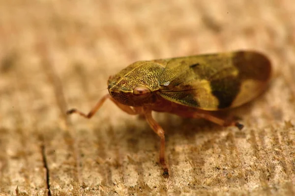 Europejski Olcha Plwocina Bug Aphrophora Alni — Zdjęcie stockowe