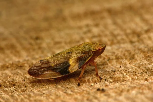 Alder Europeu Spittle Bug Aphrophora Alni — Fotografia de Stock