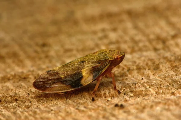 Avrupa Kızılağaç tükürük Bug - Aphrophora alni