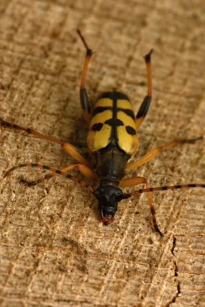 Benekli Longhorn (Leptura maculata)