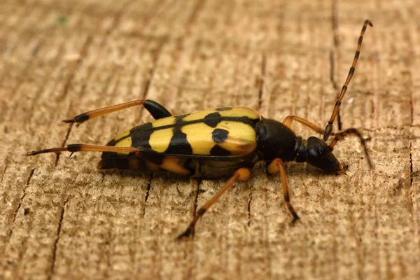 Пятнистый Лонгхорн Leptura Maculata — стоковое фото