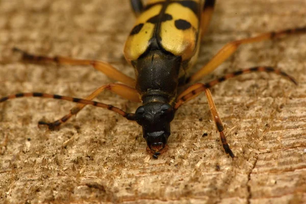 Strakaté Longhorn Leptura Maculata — Stock fotografie