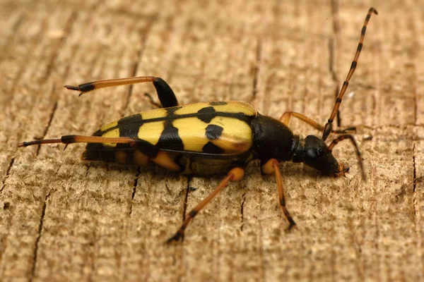 Benekli Longhorn (Leptura maculata)