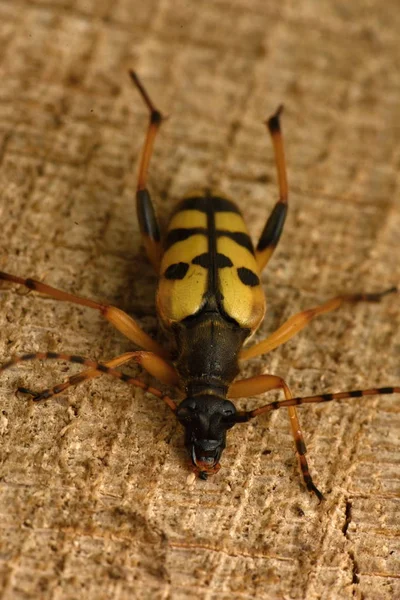 Плямистий Longhorn Leptura Плямиста — стокове фото