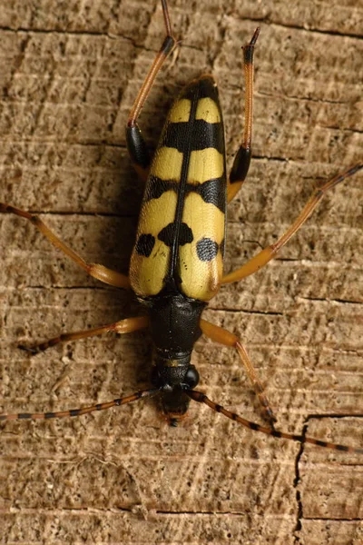 Benekli Longhorn (Leptura maculata)