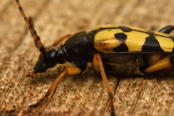 Плямистий Longhorn Leptura Плямиста — стокове фото