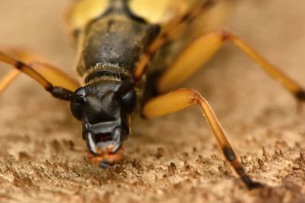 Στίγματα Longhorn Leptura Maculata — Φωτογραφία Αρχείου