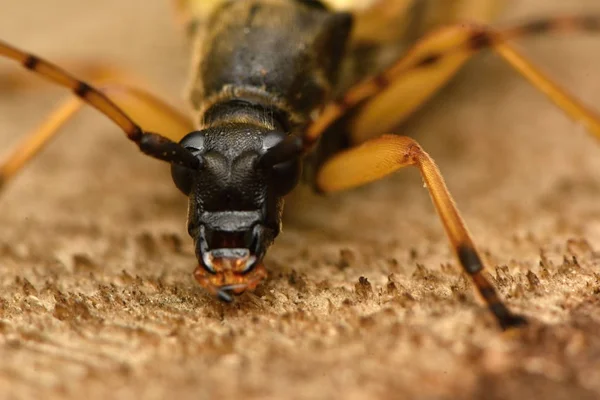 Benekli Longhorn (Leptura maculata)