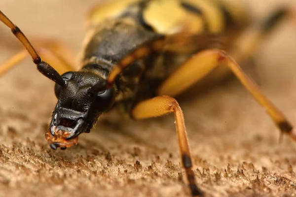 Benekli Longhorn (Leptura maculata)