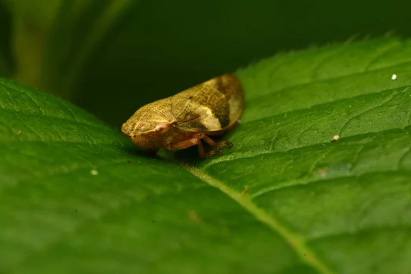 ヨーロッパのアルダー シロオビアワフキ Aphrophora Alni — ストック写真