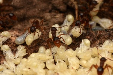karıncalar pupa doğa ile