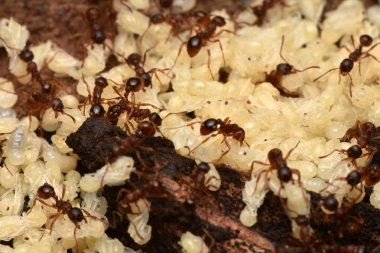 karıncalar pupa doğa ile