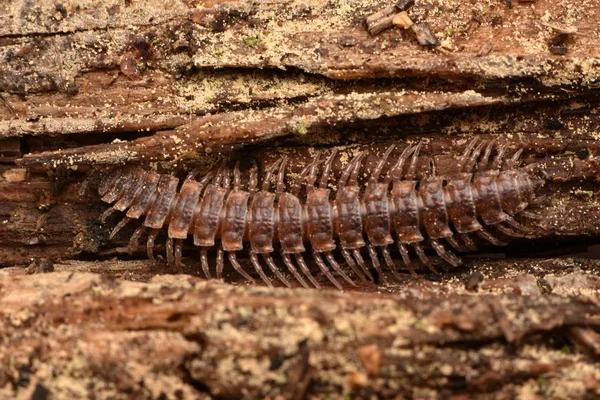 Milpiés Polydesmus Complanatus Sobre Madera — Foto de Stock