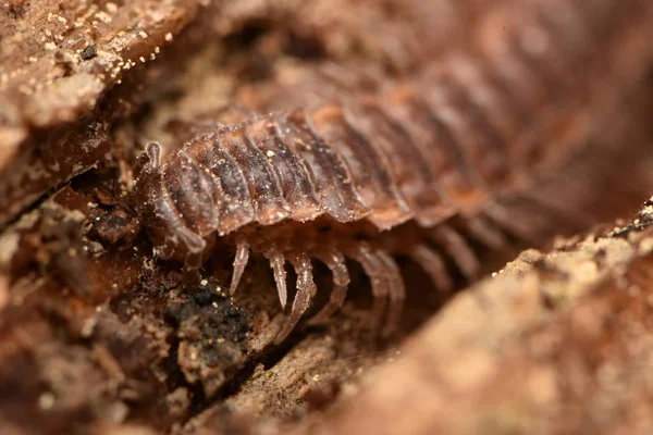 Stonožka Polydesmus Complanatus Dřevo — Stock fotografie