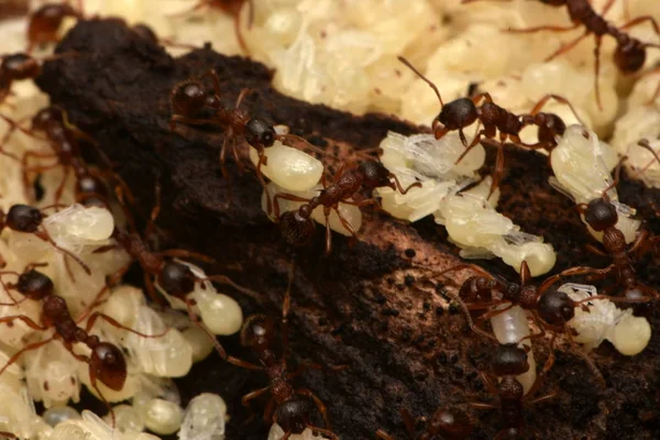 karıncalar pupa doğa ile