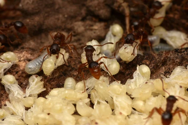 karıncalar pupa doğa ile