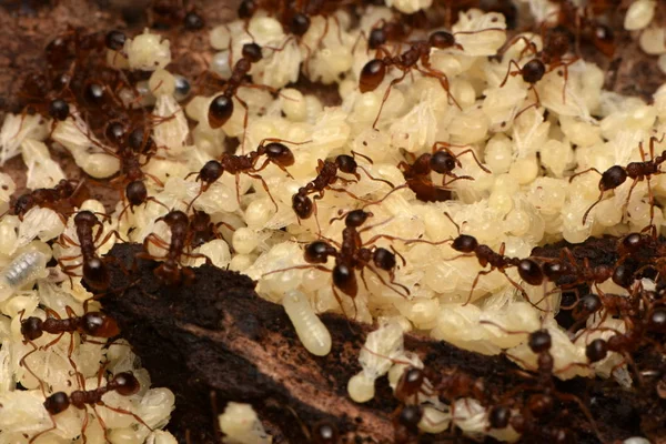 karıncalar pupa doğa ile