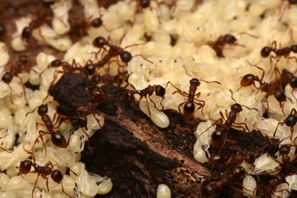 karıncalar pupa doğa ile