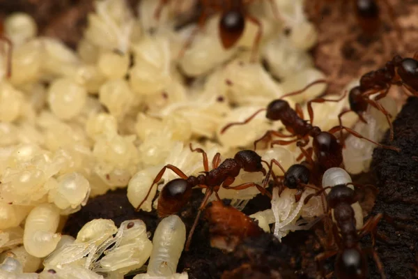 Ants Pupae Nature — Stock Photo, Image