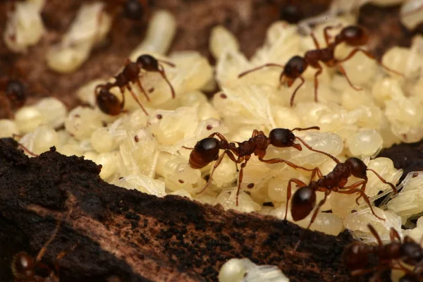 Hormigas Con Pupas Naturaleza — Foto de Stock