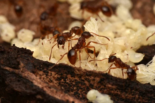 Hormigas Con Pupas Naturaleza — Foto de Stock