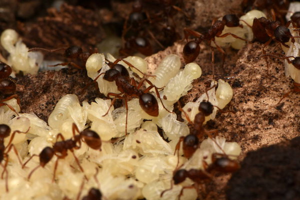 ants with pupae in nature