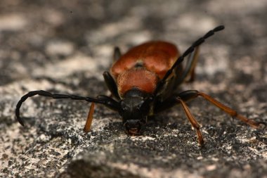 Kırmızı-kahverengi Longhorn böceği (Stictoleptura rubra)