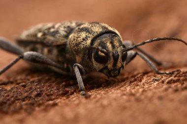 Gri kaplan longicorn böceği (Xylotrechus rusticus)