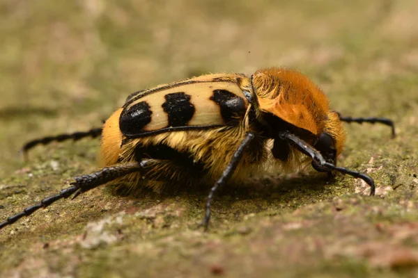 ミツバチ カブトムシ Trichius ヤマノカミ — ストック写真