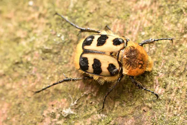 ミツバチ カブトムシ Trichius ヤマノカミ — ストック写真