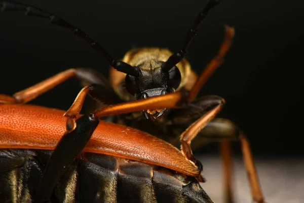 Red Brown Longhorn Beetle Zmorsznik Czerwony — Zdjęcie stockowe