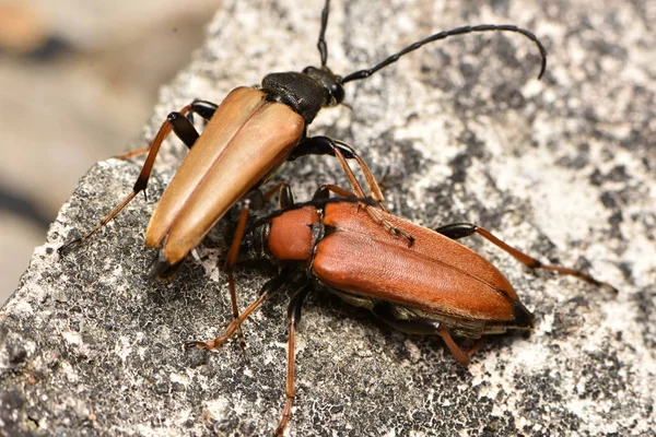 Escarabajo Longhorn Rojo Marrón Stictoleptura Rubra —  Fotos de Stock