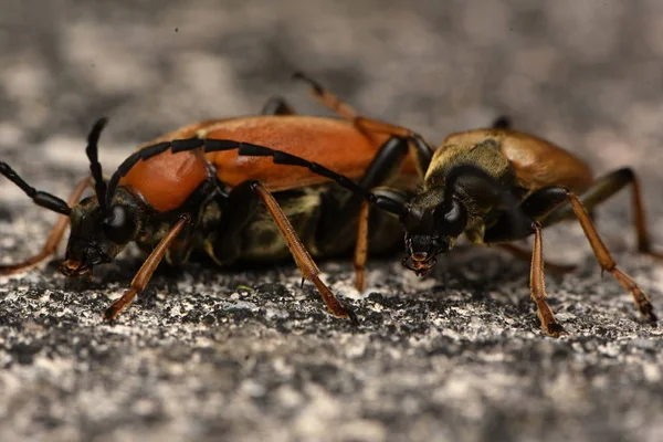 Rotbrauner Bockkäfer Stictoleptura Rubra — Stockfoto