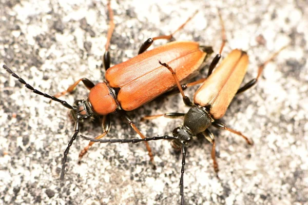 Rødbrun Longhorn Beetle Stictoleptura Rubra - Stock-foto