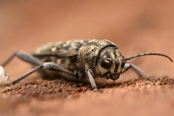 Szürke Tigris Longicorn Bogár Xylotrechus Rusticus — Stock Fotó