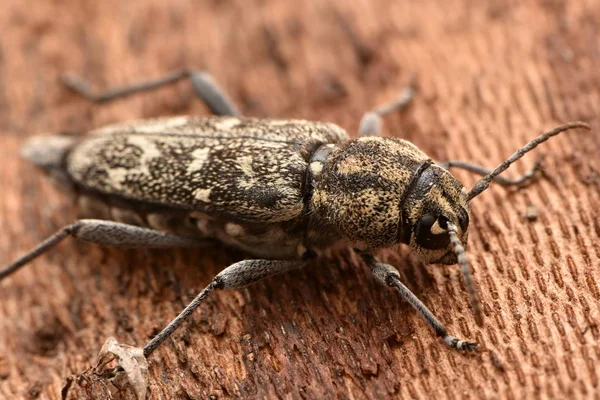 Escarabajo Tigre Gris Longicornio Xylotrechus Rusticus —  Fotos de Stock