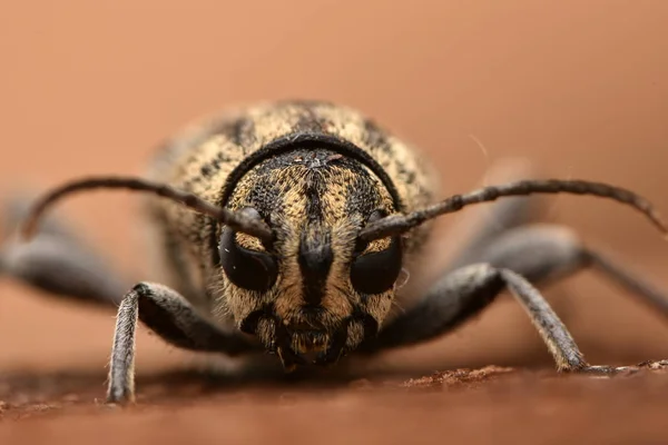 Escarabajo Tigre Gris Longicornio Xylotrechus Rusticus — Foto de Stock