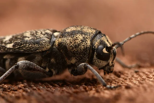 Escarabajo Tigre Gris Longicornio Xylotrechus Rusticus —  Fotos de Stock