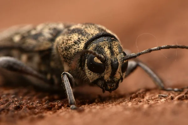 Escarabajo Tigre Gris Longicornio Xylotrechus Rusticus —  Fotos de Stock