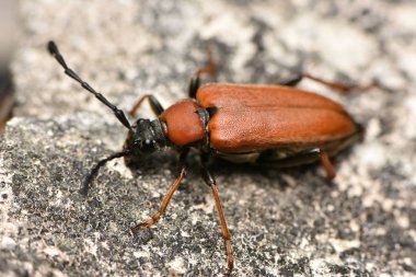Kırmızı-kahverengi Longhorn böceği (Stictoleptura rubra)