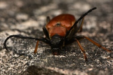 Kırmızı-kahverengi Longhorn böceği (Stictoleptura rubra)