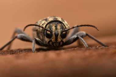 Gri kaplan longicorn böceği (Xylotrechus rusticus)