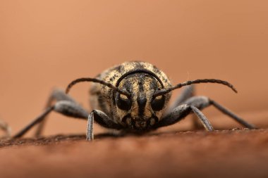 Gri kaplan longicorn böceği (Xylotrechus rusticus)