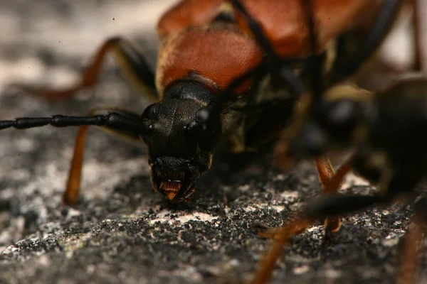 Red Brown Longhorn Beetle Zmorsznik Czerwony — Zdjęcie stockowe