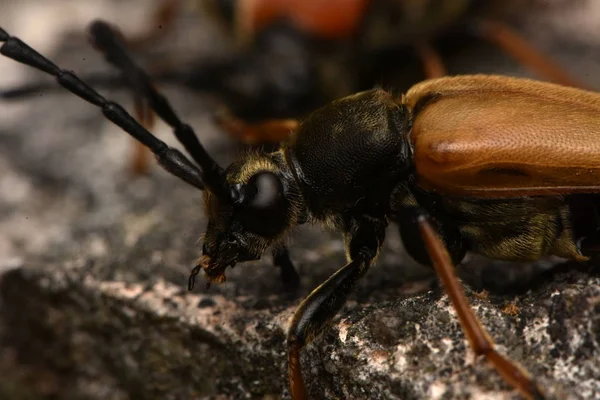 Vörös Barna Cincérfélék Stictoleptura Rubra — Stock Fotó